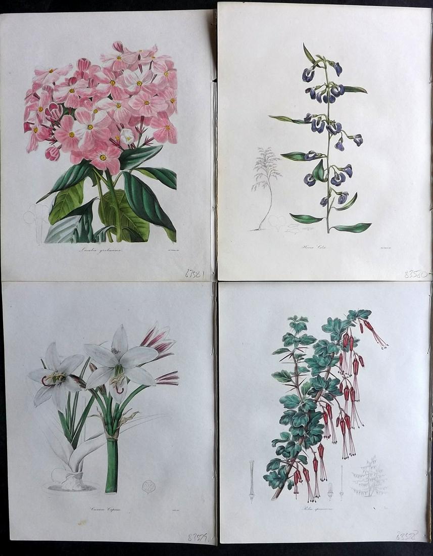 Maund, Benjamin 1830's Lot of 4 Hand Col Botanical Prints (1 of 2)