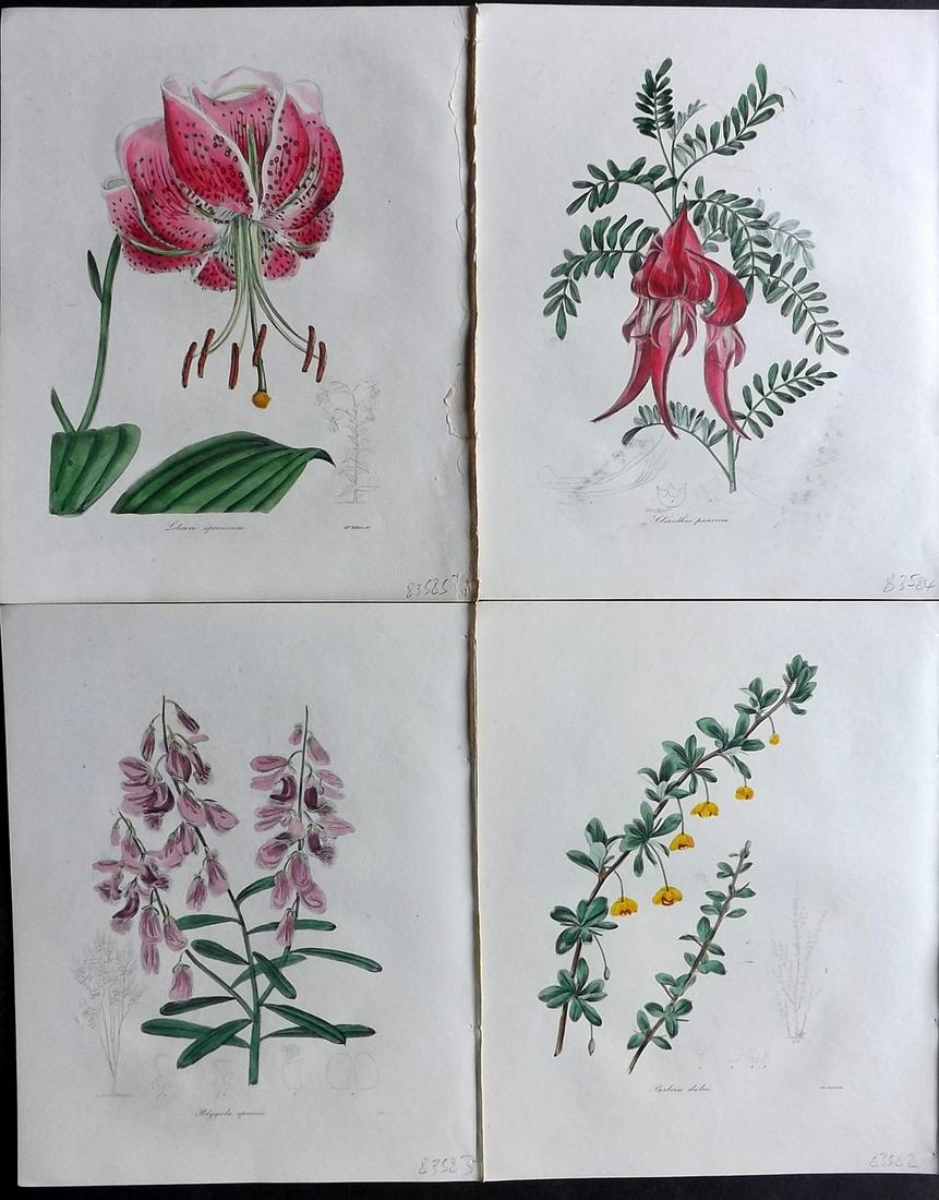 Maund, Benjamin 1830's Lot of 4 Hand Col Botanical Prints (1 of 2)
