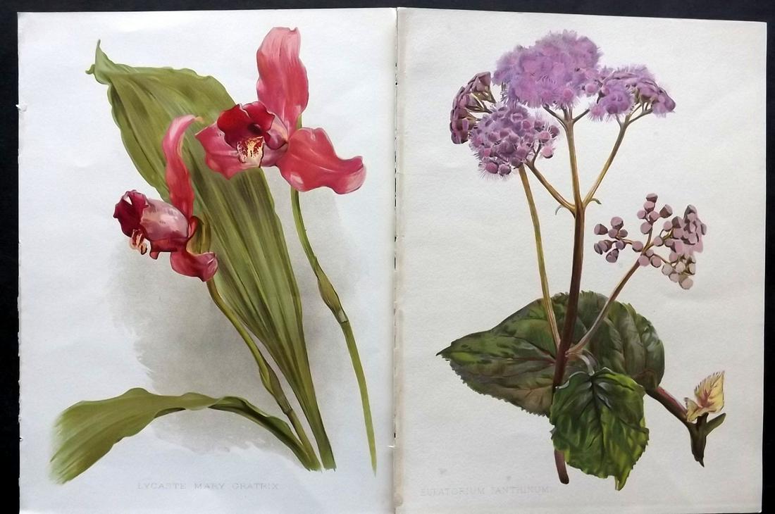 Moon, Henry 1905 Pair of Folio Botanical Prints: Chromolithographs Published 1903-05, London for "Flora and Sylva" by William Robinson. Illustrated by Henry G. Moon. Paper Size: 12.5 x 9.5 inch (32 x 24cm) Good Condition