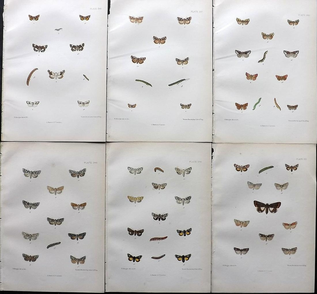 Barrett, Charles 1890's Lot of 6 Antique Moth Prints: Lithographs Published 1893-1907, London for "The Lepidoptera of the British Islands" by Charles G. Barrett. Printed in colours, some with additional hand colour. With accompanying descriptive text. Sc