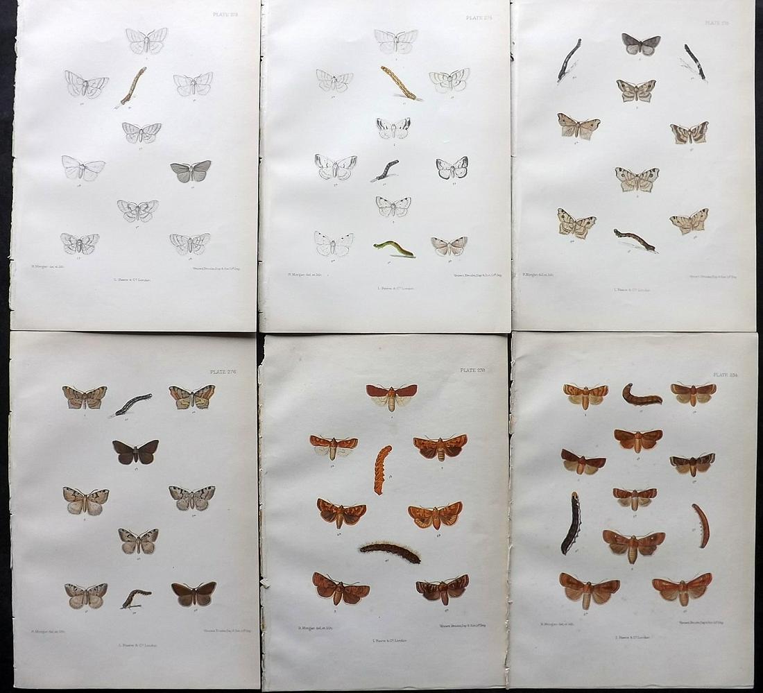 Barrett, Charles 1890's Lot of 6 Antique Moth Prints: Lithographs Published 1893-1907, London for "The Lepidoptera of the British Islands" by Charles G. Barrett. Printed in colours, some with additional hand colour. With accompanying descriptive text. Sc
