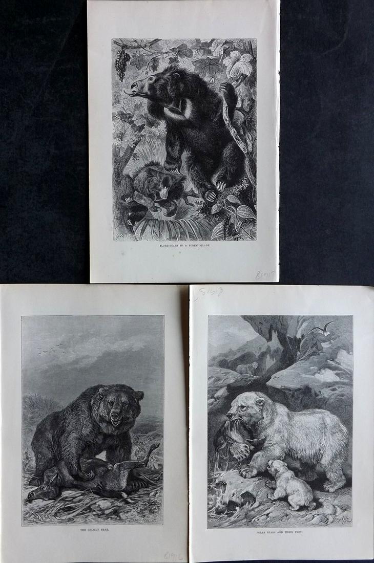 Lydekker, Richard 1896 Lot of 3 Prints - Bears: Wood Engravings Published 1894-96, London for "The Royal Natural History" by Richard Lydekker. Illustrated by Smit, Keulemans, Wolf and others. Paper Size: 10 x 6.5 inch (25 x 16.5cm) Good Condition