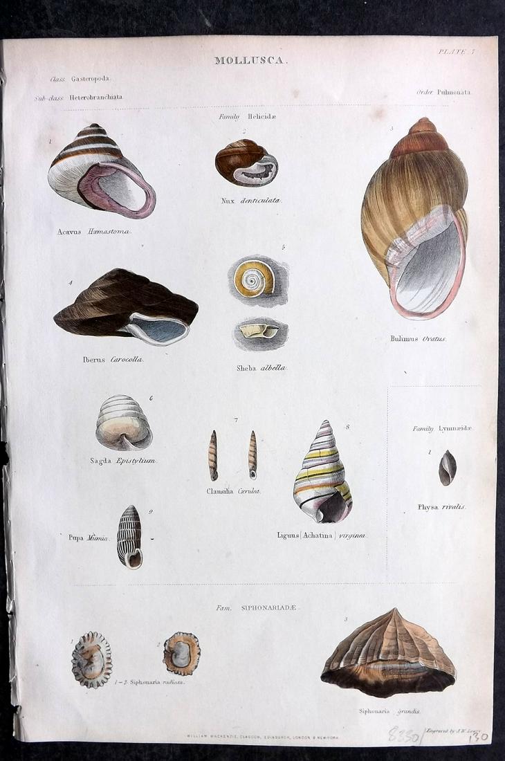Richardson, John 1862 Antique Hand Col Shell Print (1 of 2)