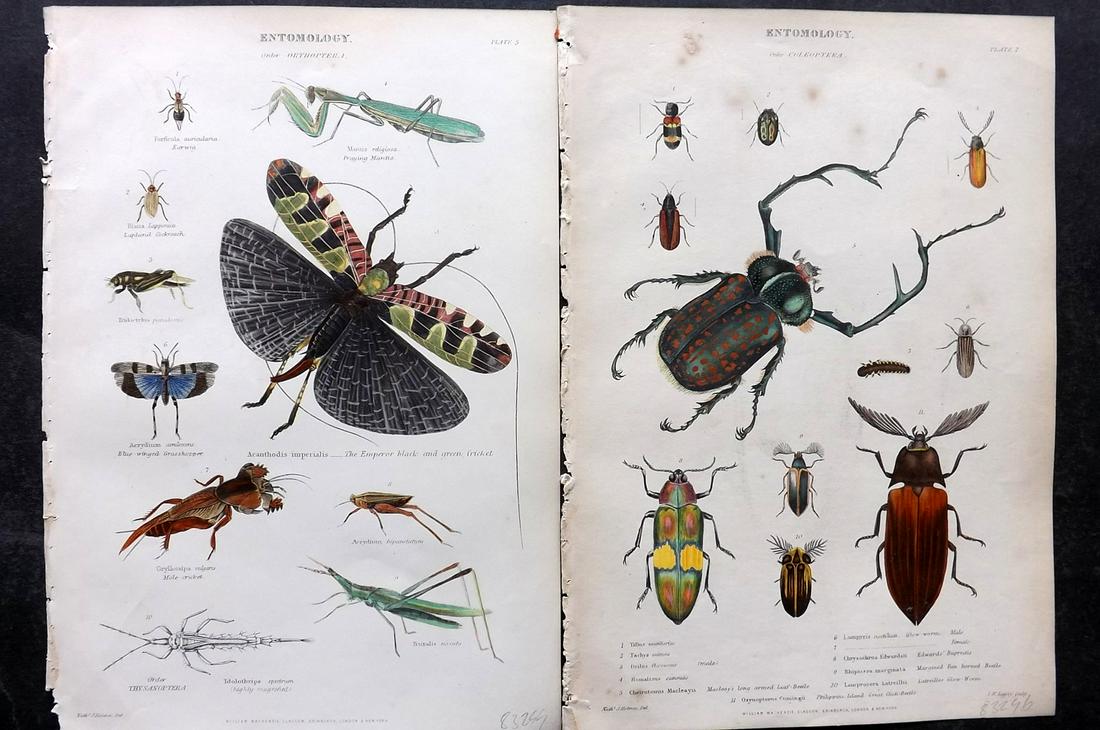 Richardson, John 1862 Pair of Hand Col Prints. Beetles & Insects: Hand Colored Steel Engravings/Etchings Published 1859-62 by William Mackenzie, Edinburgh & London for "The Museum of Natural History" by John Richardson. Paper Size: 10.5 x 7 inch (27 x 18cm) Some ton
