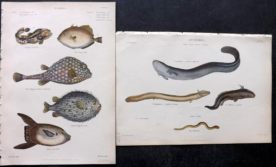 Richardson, John 1862 Pair of Hand Col Prints. Fish & Eels: Hand Colored Steel Engravings/Etchings Published 1859-62 by William Mackenzie, Edinburgh & London for "The Museum of Natural History" by John Richardson. Paper Size: 10.5 x 7 inch (27 x 18cm) Very min