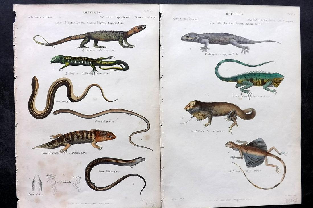 Richardson, John 1862 Pair of Hand Col Prints. Lizards: Hand Colored Steel Engravings/Etchings Published 1859-62 by William Mackenzie, Edinburgh & London for "The Museum of Natural History" by John Richardson. Paper Size: 10.5 x 7 inch (27 x 18cm) Minor to