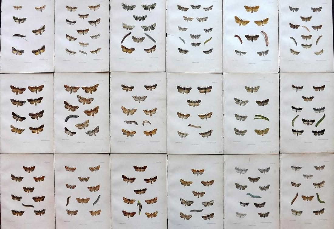 Barrett, Charles 1890's Lot of 18 Antique Moth Prints (1 of 7)