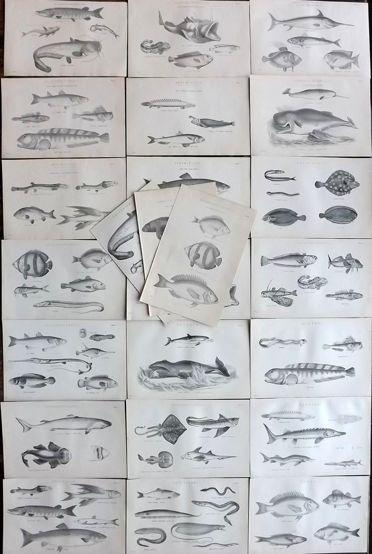 Nat. Encyclo. 1890's Lot of 24 Antique Fish Prints (1 of 8)
