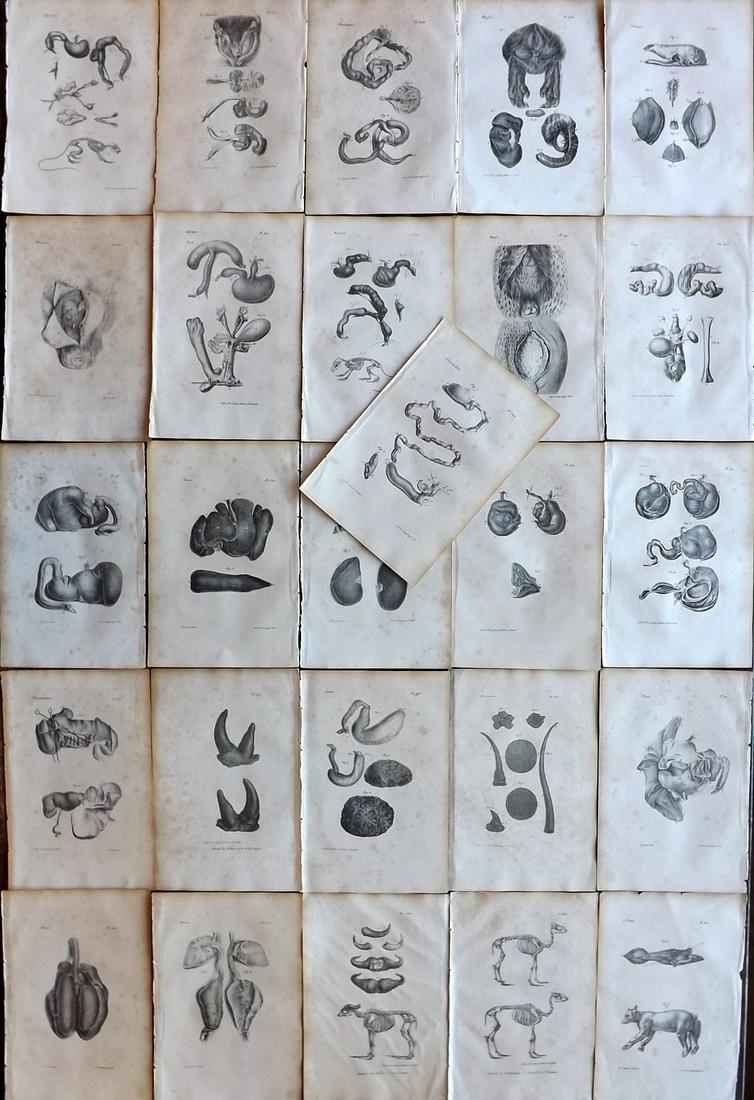 Buffon, Comte de 1830 Lot of 27 Natural History Anatomy etc Prints: Lithographs Published 1828-33, Brussels for "Oeuvres completes de Buffon" by the Comte de Buffon and Louis-Jean-Marie Daubenton. Paper Size: 9.5 x 6 inch (24 x 16cm) Some toning present, otherwise fin