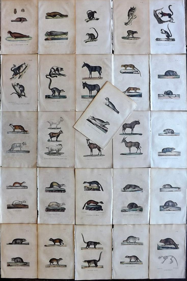 Buffon, Comte de 1830 Lot of 26 Hand Col Natural History Prints: Hand Colored Lithographs Published 1828-33, Brussels for "Oeuvres completes de Buffon" by the Comte de Buffon and Louis-Jean-Marie Daubenton. Paper Size: 9.5 x 6 inch (24 x 16cm) Some toning present, 