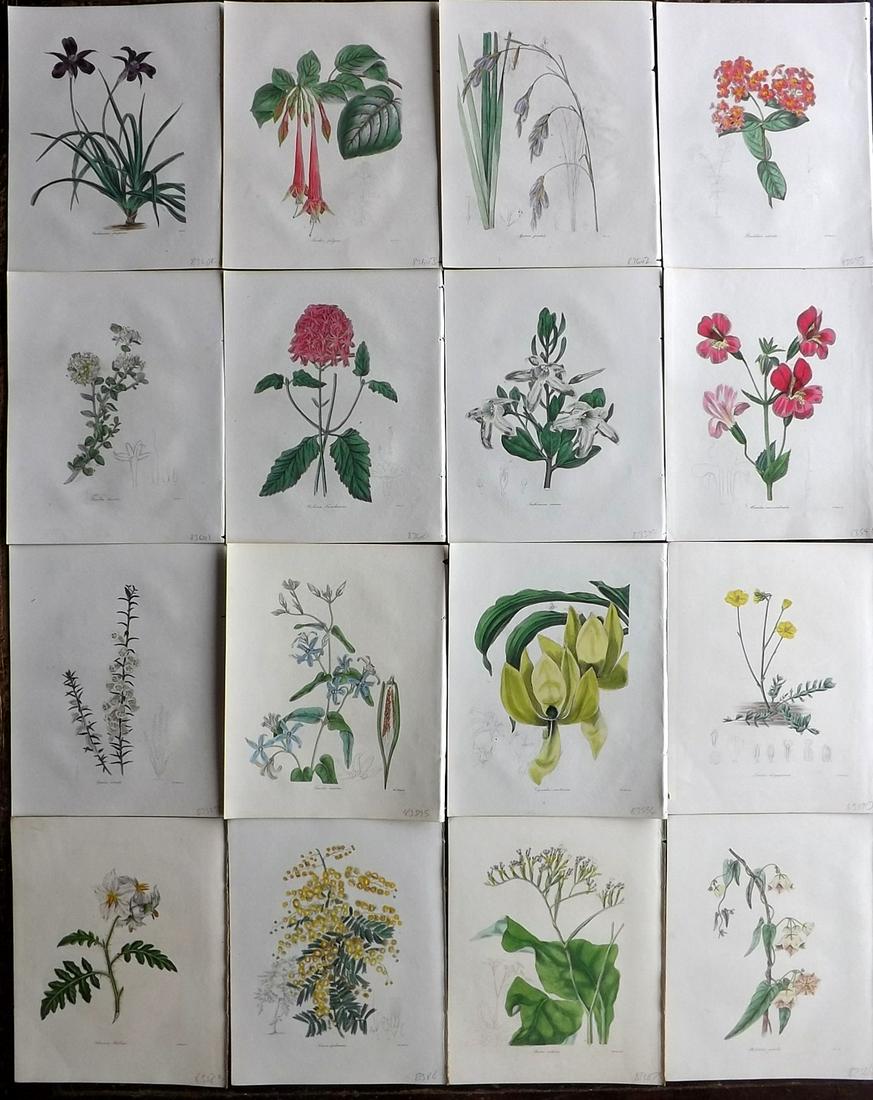 Maund, Benjamin 1830's Lot of 16 Hand Col Botanical Prints (1 of 7)