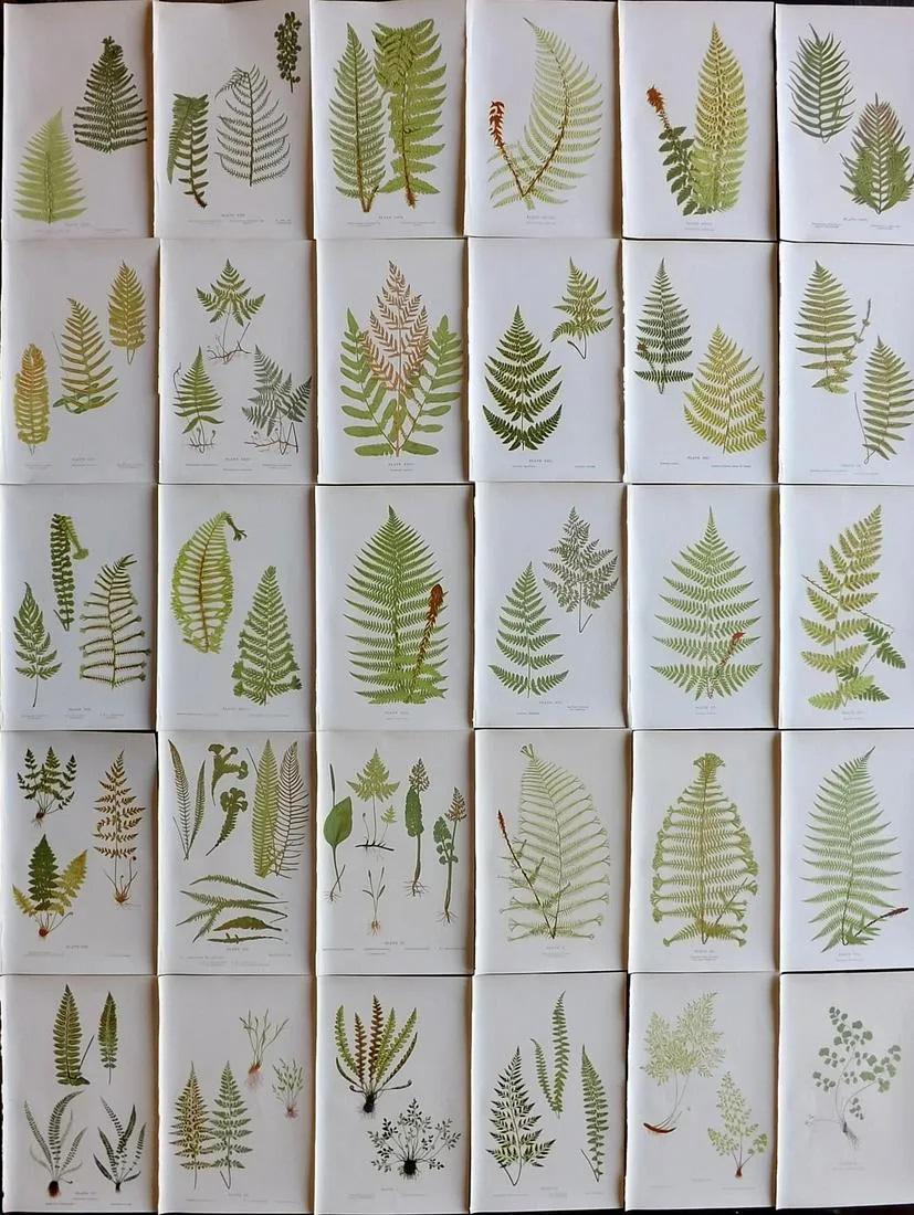 Druery, Charles C1910 Lot of 30 Antique Fern Prints: Offset Lithographs Published C1910, London for "British Ferns and Their Varieties" by Charles Druery. Reverse side blank. Paper Size: 8.5 x 5 inch (22 x 13cm) Good Condition