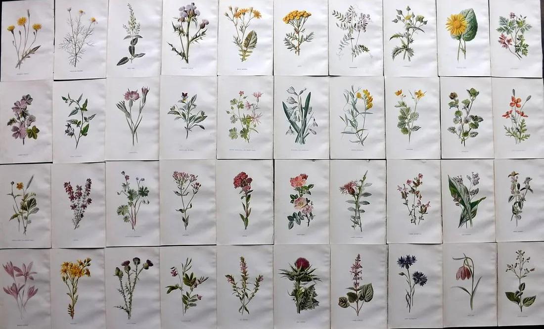 Hulme, Edward C1900 Lot of 40 Botanical Prints: Offset Lithographs Published C1900, London for "Familiar Wild Flowers" by F. Edward Hulme & Shirley Hibberd. Paper Size: 7.5 x 5 inch (19 x 13cm) Good Condition