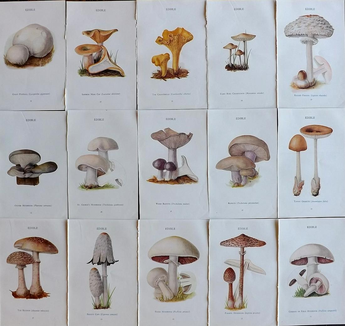 MAFF 1945 Lot of 15 Vintage Mushroom Fungi Prints (1 of 7)