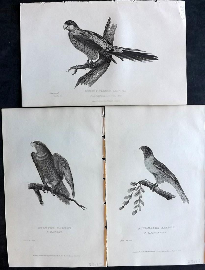 Cuvier, Baron C1830 Lot of 3 Antique Bird Prints. Parrots (1 of 2)