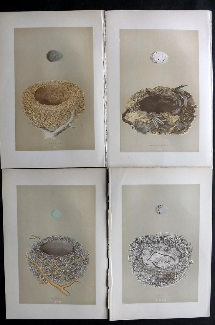 Morris, Francis 1896 Lot of 4 Antique Bird Nest Prints: Woodblocks Published 1896 by John C. Nimmo, London for "A Natural History of the Nests and Eggs of British Birds" By the Rev. Francis Orpen Morris, printed Benjamin Fawcett. Printed in colours and fin