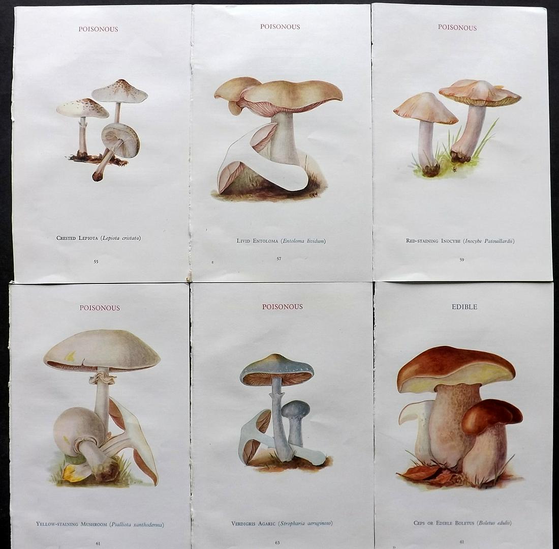 MAFF 1945 Lot of 6 Vintage Mushroom Fungi Prints: Vintage Offset Lithograph Published 1945, London for "Edible and Poisonous Fungi" by the Ministry of Agriculture & Fisheries (MAFF) Unrelated text to verso (The text relates to the adjacent plate) Pap