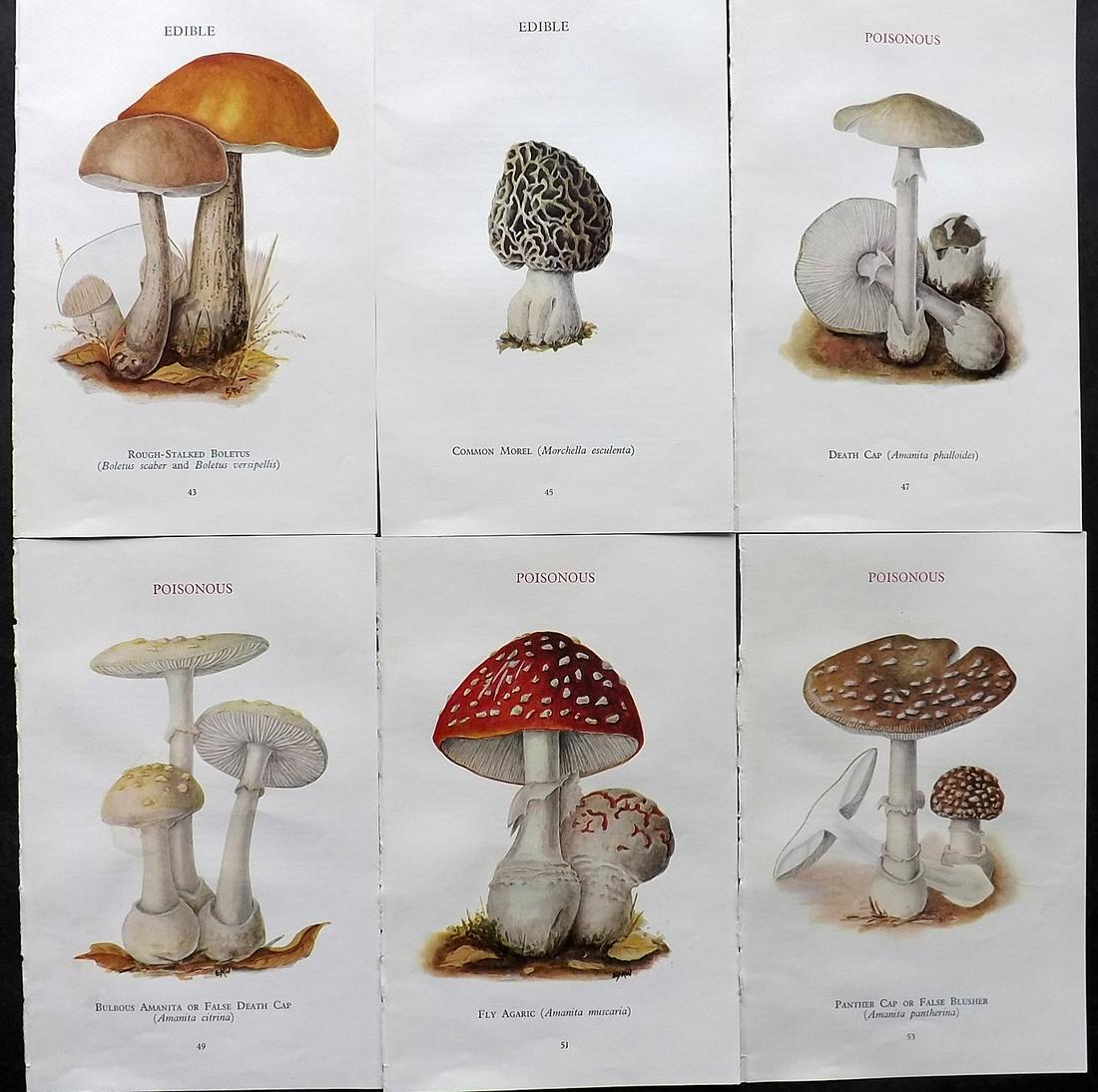 MAFF 1945 Lot of 6 Vintage Mushroom Fungi Prints: Vintage Offset Lithograph Published 1945, London for "Edible and Poisonous Fungi" by the Ministry of Agriculture & Fisheries (MAFF) Unrelated text to verso (The text relates to the adjacent plate) Pap