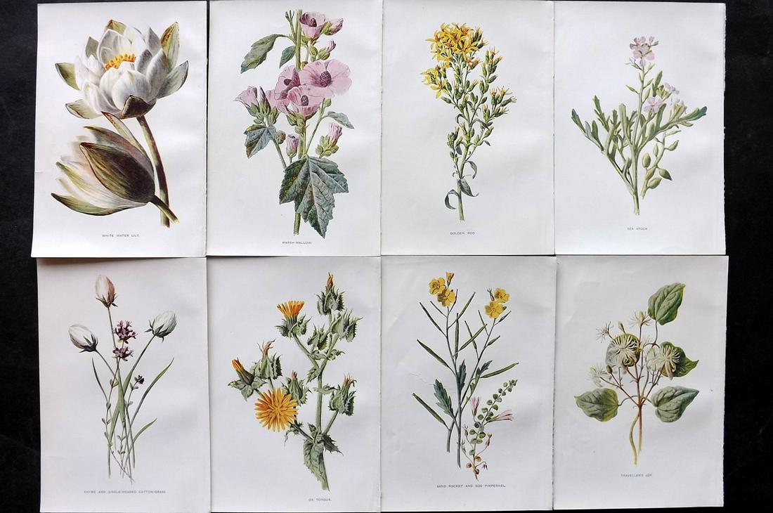 Hulme, Edward C1900 Lot of 8 Botanical Prints. Wild Flowers: Offset Lithographs Published C1900, London for "Familiar Wild Flowers" by F. Edward Hulme & Shirley Hibberd. Paper Size: 7.5 x 5 inch (19 x 13cm) Good Condition