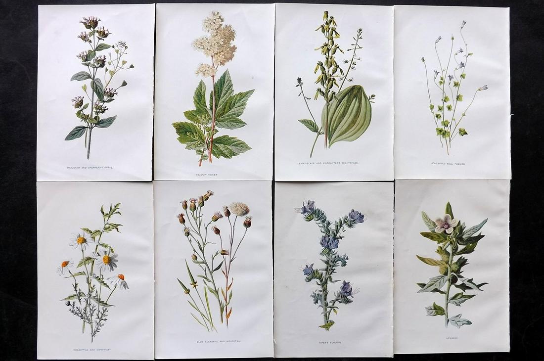 Hulme, Edward C1900 Lot of 8 Botanical Prints. Wild Flowers: Offset Lithographs Published C1900, London for "Familiar Wild Flowers" by F. Edward Hulme & Shirley Hibberd. Paper Size: 7.5 x 5 inch (19 x 13cm) Good Condition