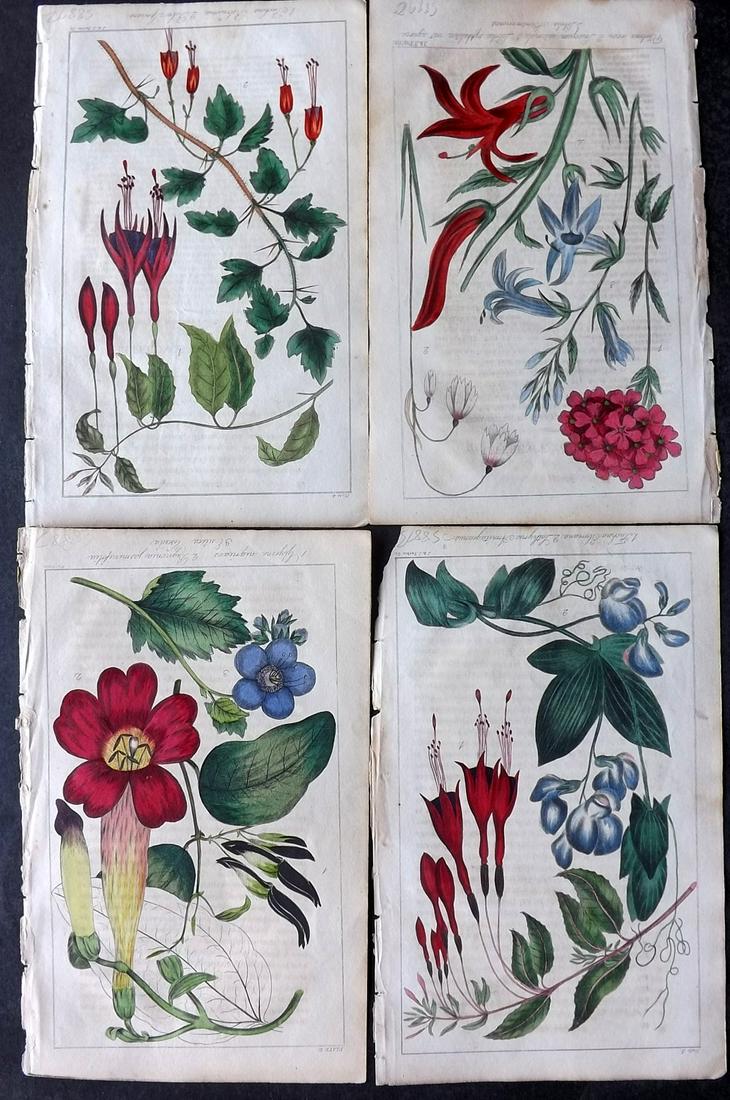 Marnock, Robert 1837 Lot of 4 Hand Col Botanical Prints: Steel Engraving/Etching Published 1836-38, London for "The Floricultural Magazine and Miscellany of Gardening" by Robert Marnock. Paper Size: 8 x 5 inch (21 x 13cm) Minor background toning/text offset