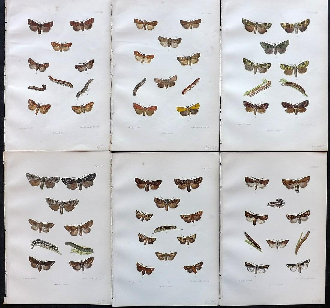 Barrett, Charles 1890's Lot of 6 Antique Moth Prints: Lithographs Published 1893-1907, London for "The Lepidoptera of the British Islands" by Charles G. Barrett. Printed in colours, some with additional hand colour. With accompanying descriptive text. Sc