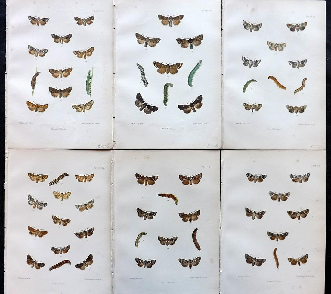 Barrett, Charles 1890's Lot of 6 Antique Moth Prints (1 of 2)