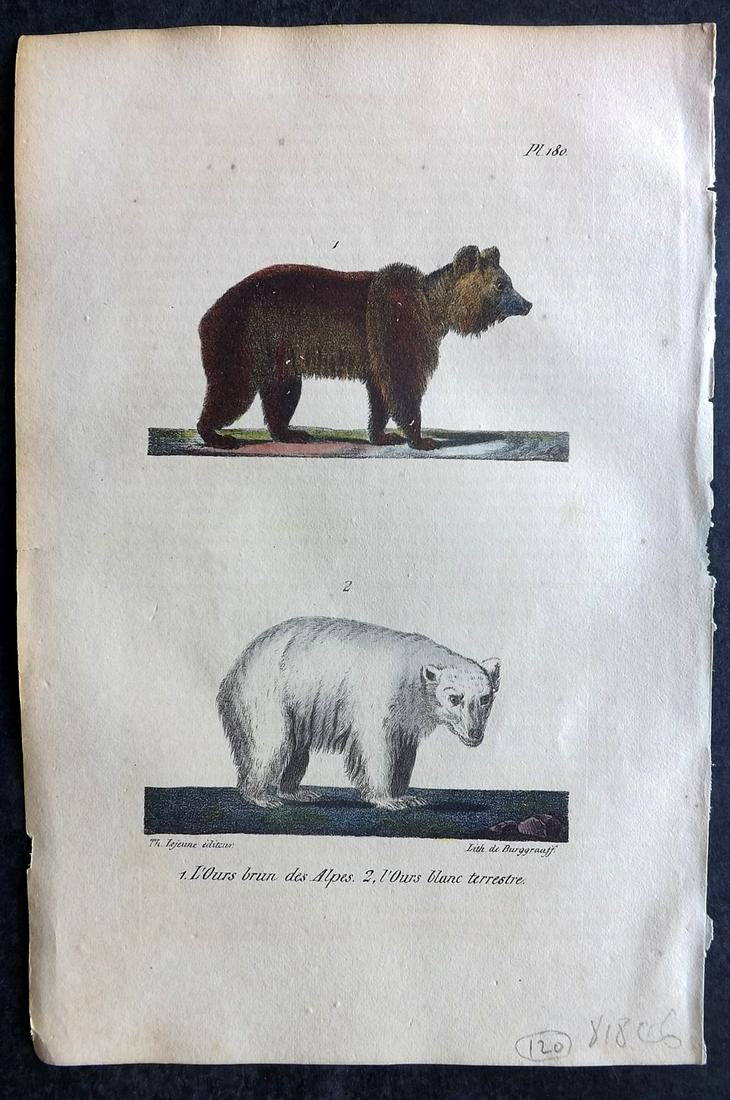 Buffon, Comte de 1830 Hand Col Print. Brown & Polar Bear (1 of 2)