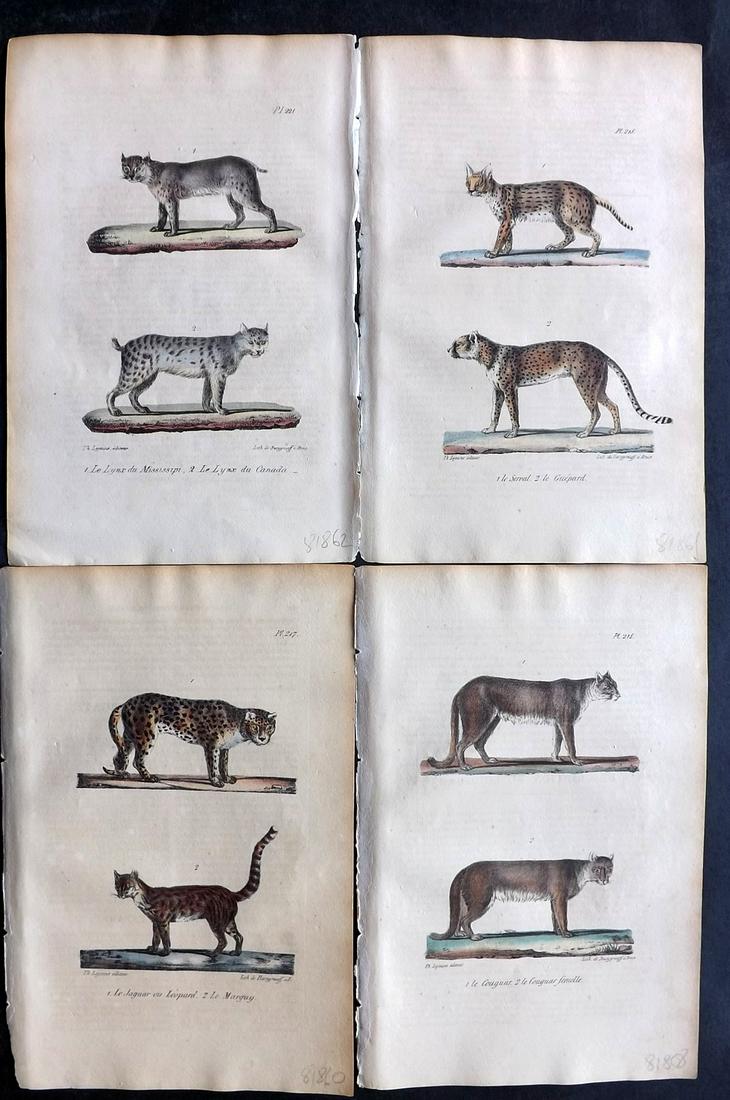 Buffon, Comte de 1830 Lot of 4 Hand Col Prints. Big Cats (1 of 2)