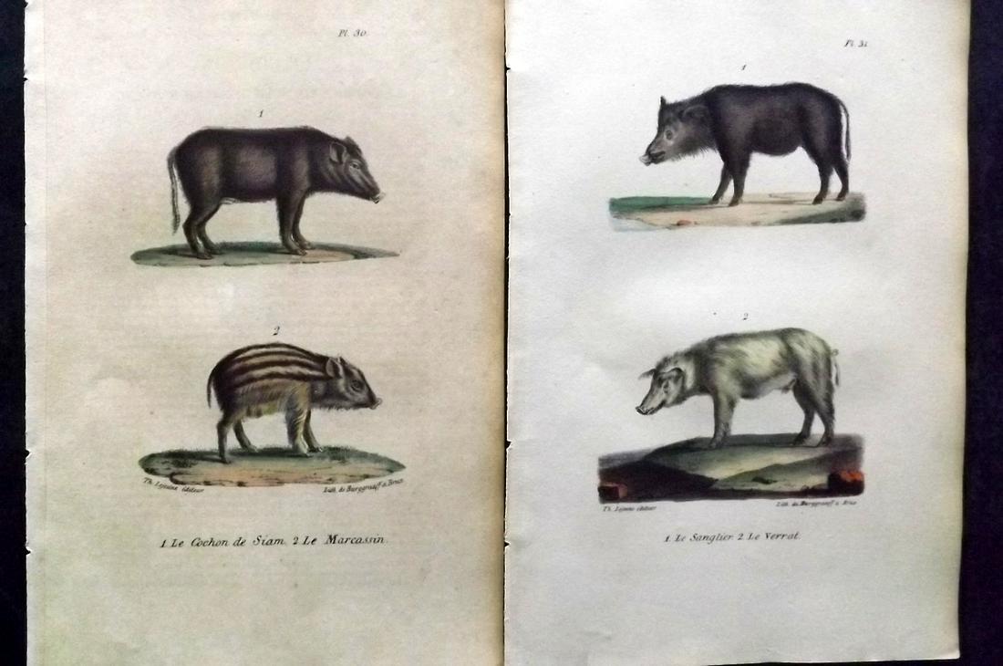 Buffon, Comte de 1830 Pair of Hand Col Prints. Pigs Hogs Boar (1 of 2)