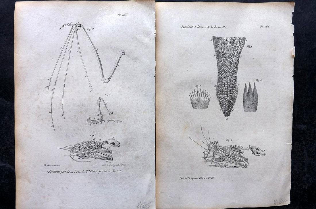 Buffon, Comte de 1830 Pair of Prints. Bat Skeletons Anatomy (1 of 2)