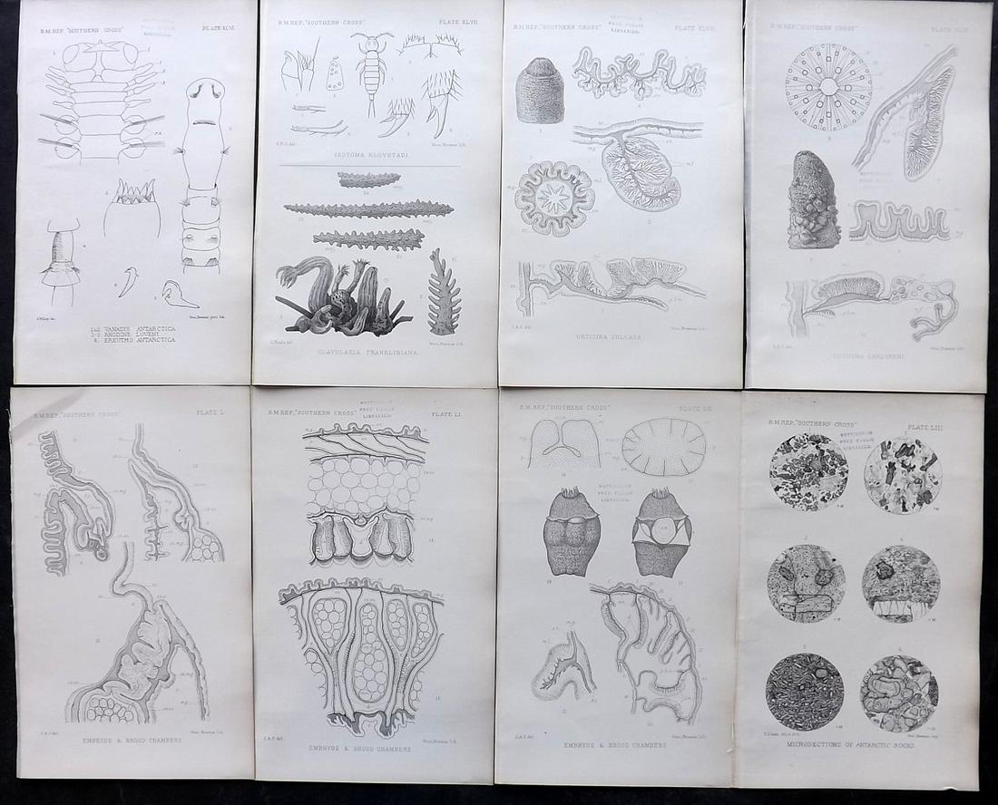 Lankester, Ray 1902 Lot of 8 Rare Sea Life Prints (Library Stamps) (1 of 2)