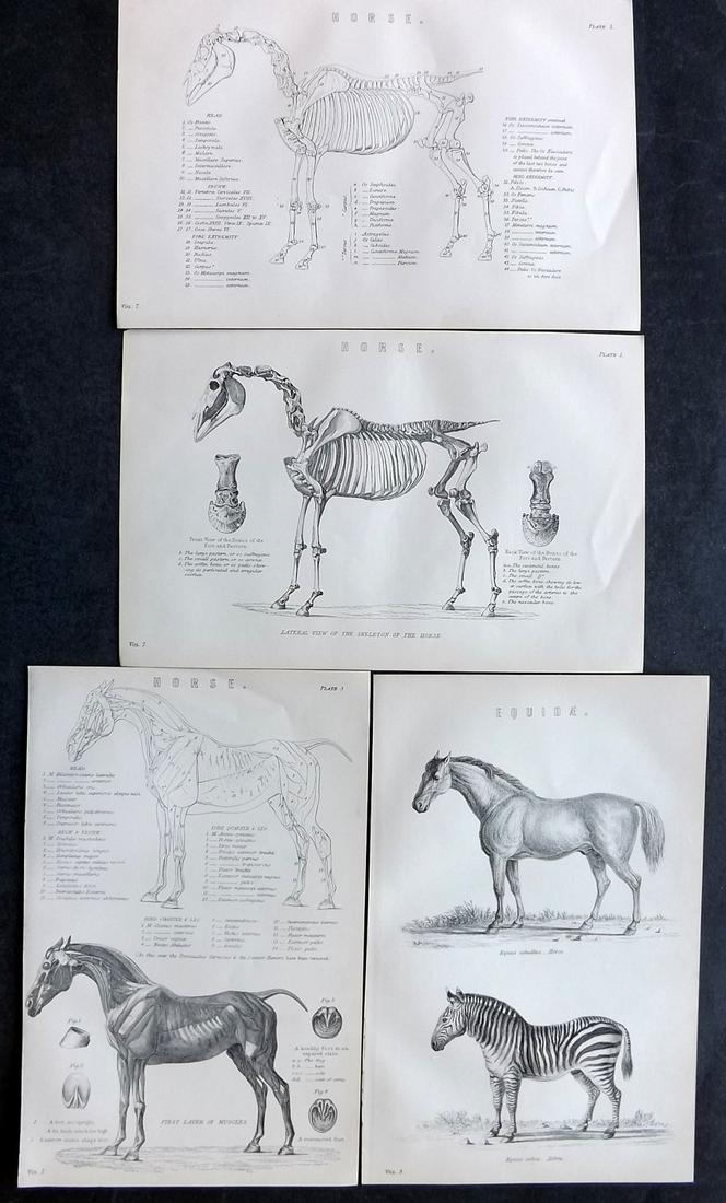 National Encyclopedia 1891 Lot of 4 Antique Horse Prints (1 of 2)