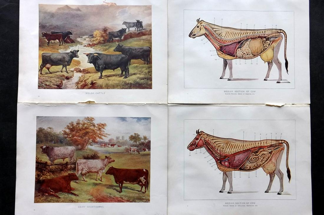 Prince-Sheldon, J. 1902 Lot of 4 Cattle Prints (1 of 2)