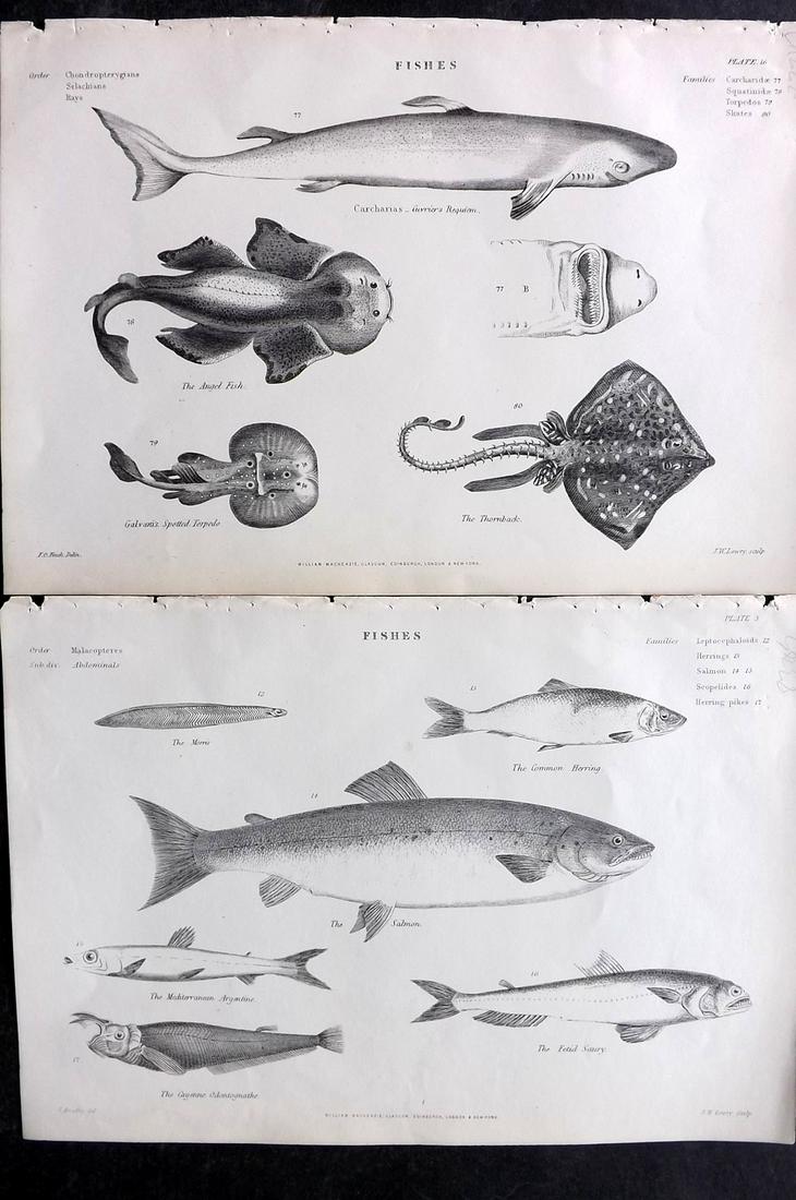 Richardson, John 1862 Pair of Prints. Fish, Sharks: Steel Engravings/Etchings Published 1859-62 by William Mackenzie, Edinburgh & London for "The Museum of Natural History" by John Richardson. Paper Size: 10.5 x 7 inch (27 x 18cm) Good Condition