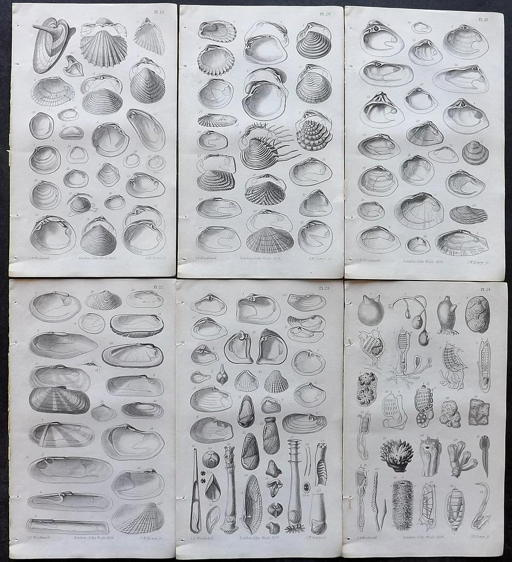 Woodward, S. P. 1856 Lot of 6 Antique Shell Prints (1 of 2)