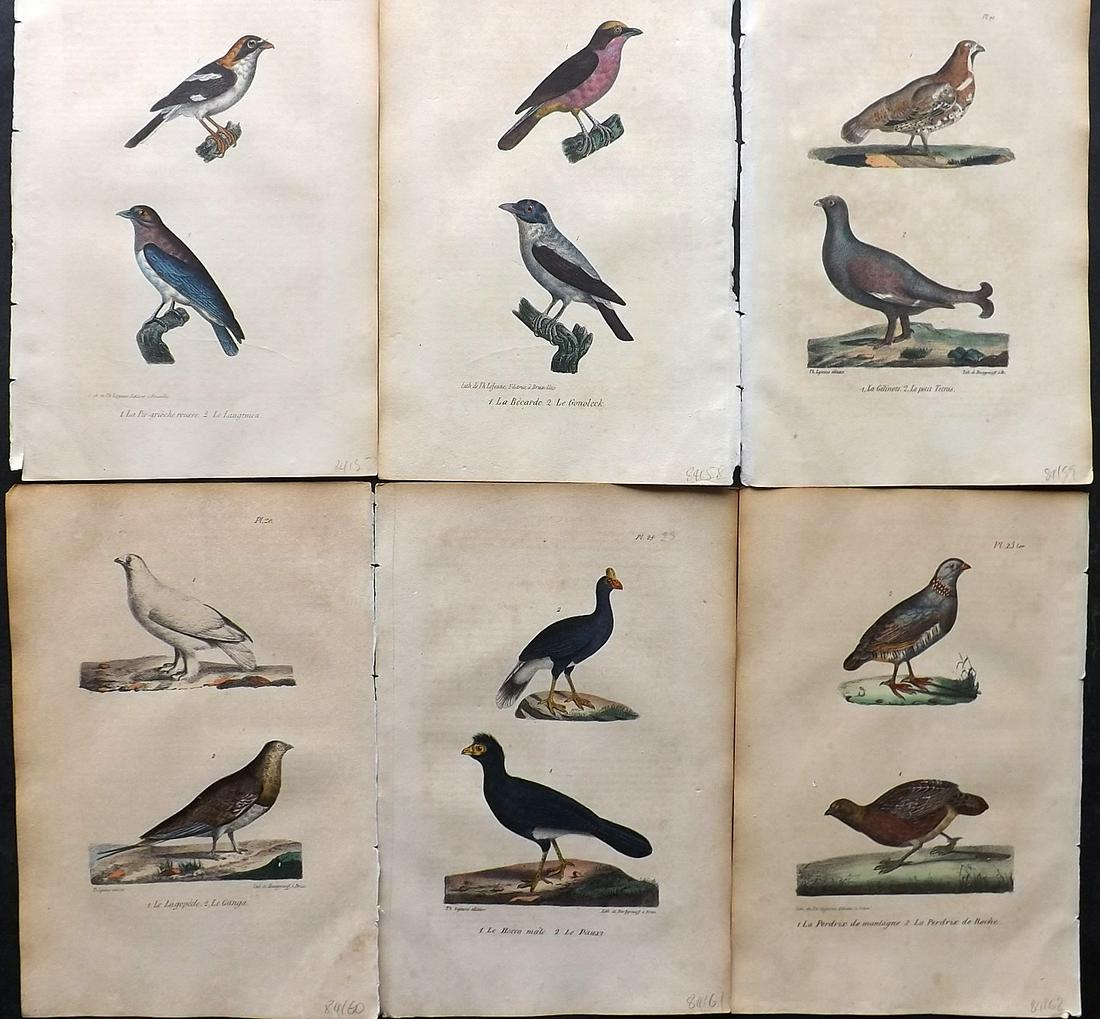 Buffon, Comte de 1830 Lot of 6 Hand Col Bird Prints (1 of 2)
