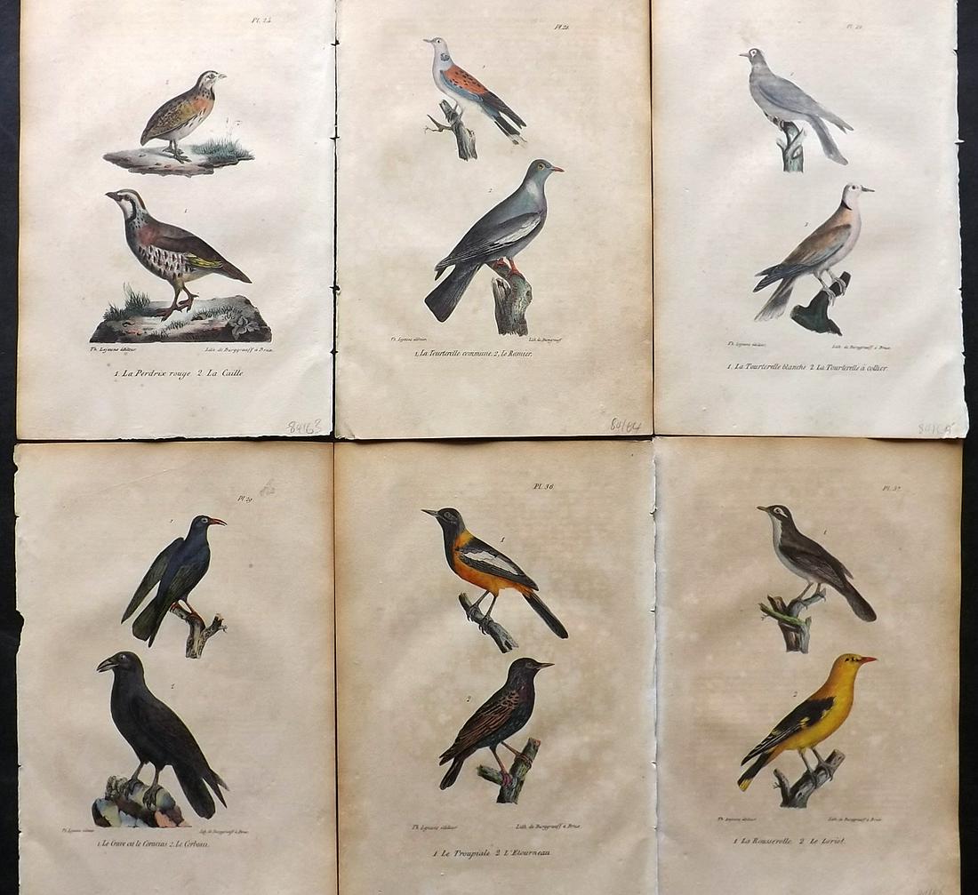 Buffon, Comte de 1830 Lot of 6 Hand Col Bird Prints: Hand Colored Lithographs Published 1828-33, Brussels for "Oeuvres completes de Buffon" by the Comte de Buffon and Louis-Jean-Marie Daubenton. Paper Size: 9.5 x 6 inch (24 x 16cm) Some toning present, 