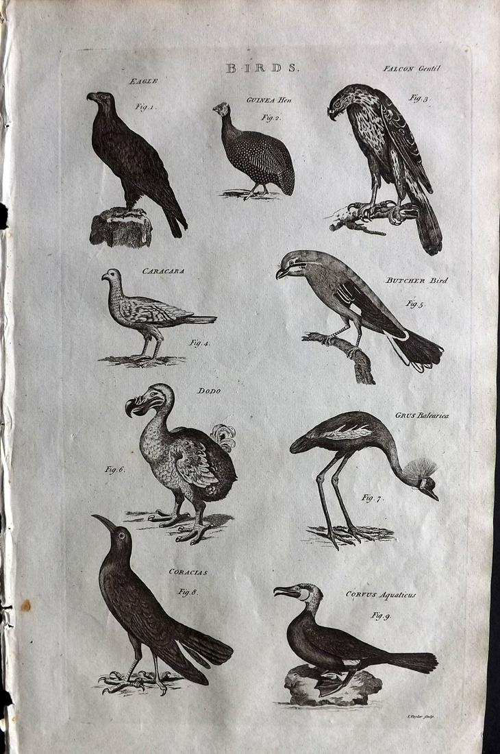 Chambers & Rees 1788 Folio Bird Print. Extinct Dodo, Eagle, Falcon etc (1 of 2)