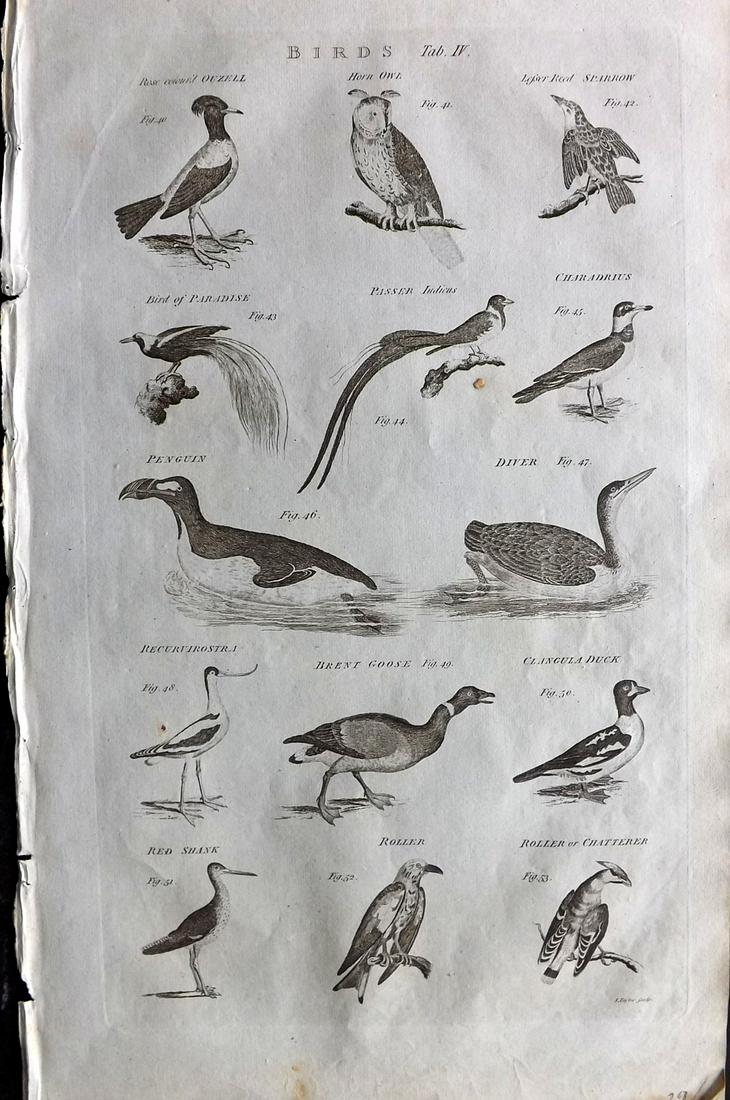 Chambers & Rees 1788 Folio Bird Print. Owl, Bird of Paradise, Penguin etc: Folio Copper Plate Published 1788, London for "Cyclopaedia: Or, an Universal Dictionary of Arts and Sciences" by Ephraim Chambers and Abraham Rees. Paper Size: 16.5 x 10 inch (42 x 25cm) Good Conditio