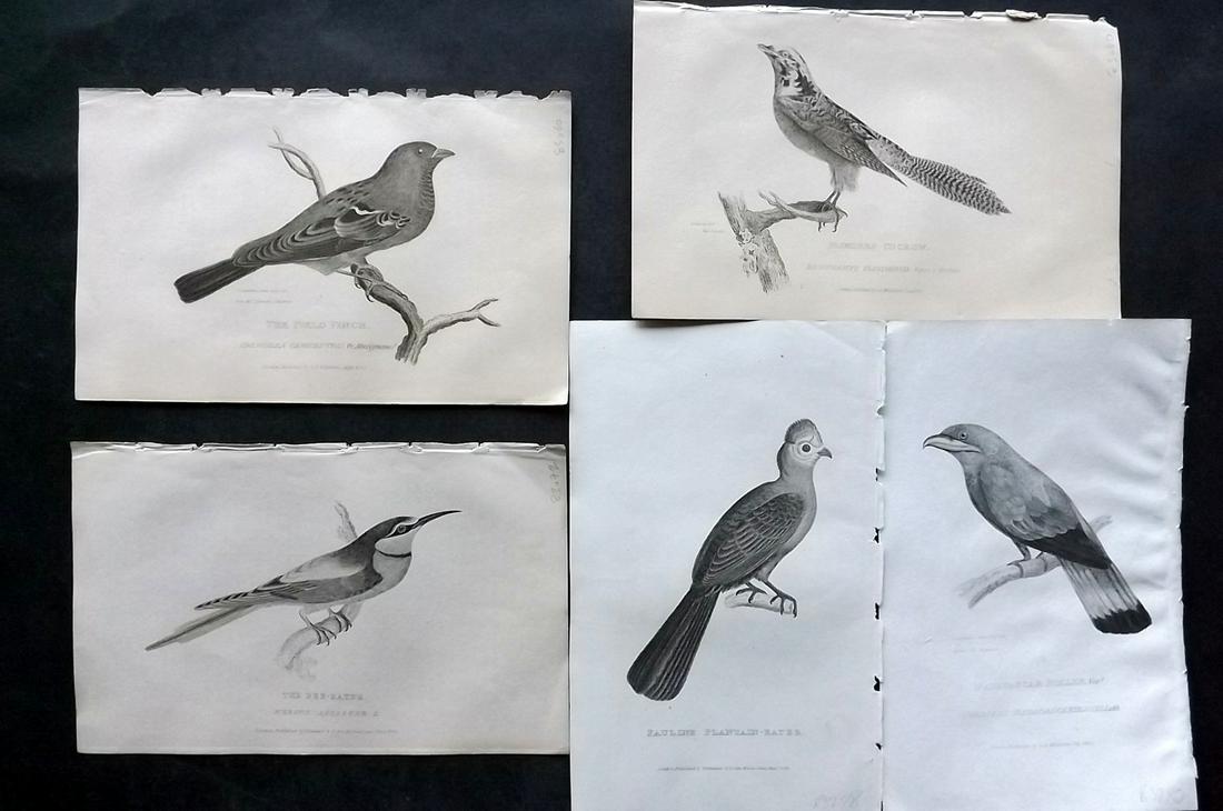 Cuvier, Baron C1830 Lot of 5 Antique Bird Prints (1 of 2)