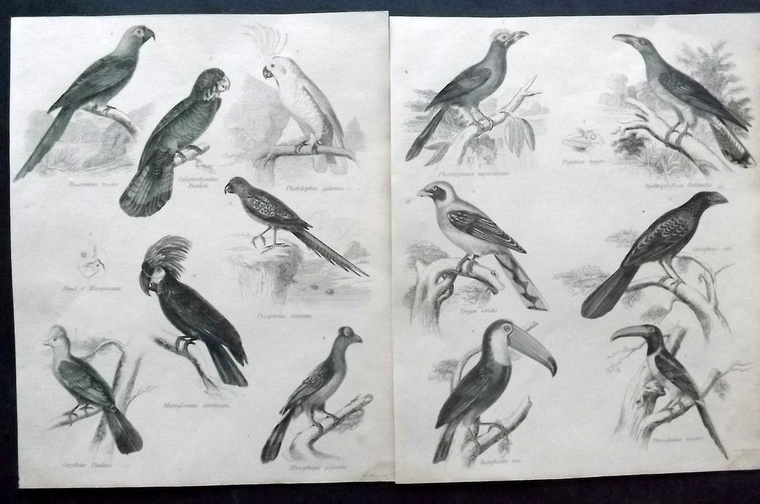 Encyclo. Britannica C1830 Pair of Bird Prints. Parrots, Toucan etc: Steel Engravings Published 1830-42, Edinburgh for "Encyclopedia Britannica" Seventh Edition. Paper Size: 10 x 8 inch (26 x 21cm) Margins slightly trimmed. Good Condition