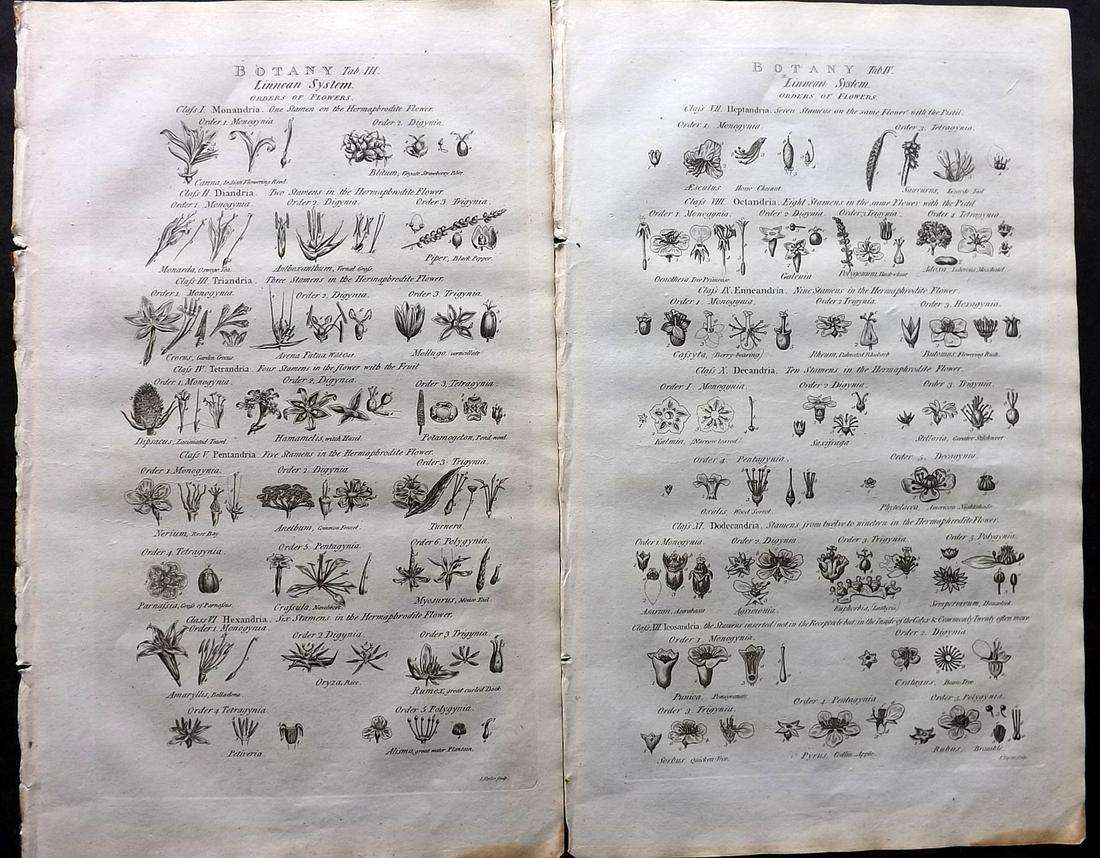 Chambers & Rees 1788 Pair of Folio Antique Botanical Prints (1 of 2)