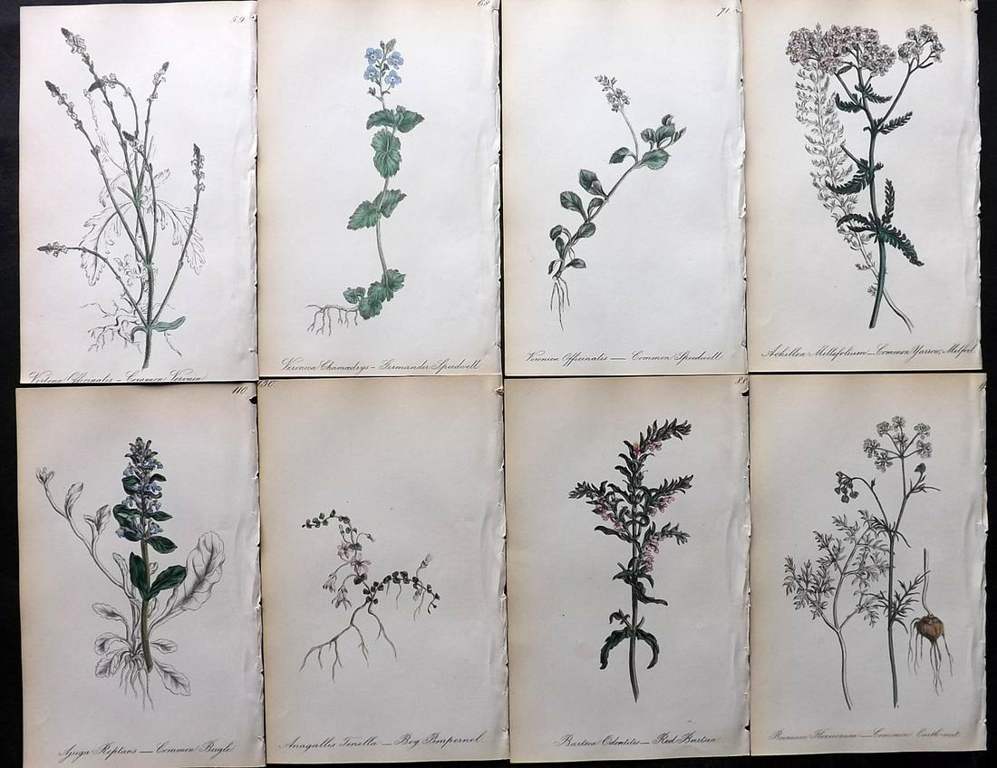 Hogg & Johnson 1864 Lot of 8 Hand Col Botanical Prints: Hand Coloured Lithographs Published 1863-1880, London for "The Wild Flowers of Great Britain" by Robert Hogg & George W. Johnson. Paper Size: 8.5 x 5 inch (22 x 14cm) Good Condition overall