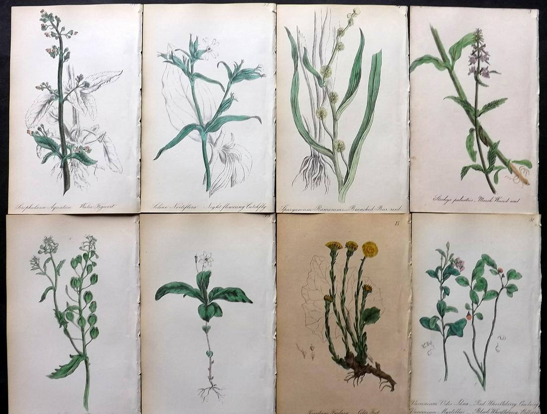 Hogg & Johnson 1864 Lot of 8 Hand Col Botanical Prints: Hand Coloured Lithographs Published 1863-1880, London for "The Wild Flowers of Great Britain" by Robert Hogg & George W. Johnson. Paper Size: 8.5 x 5 inch (22 x 14cm) Good Condition overall