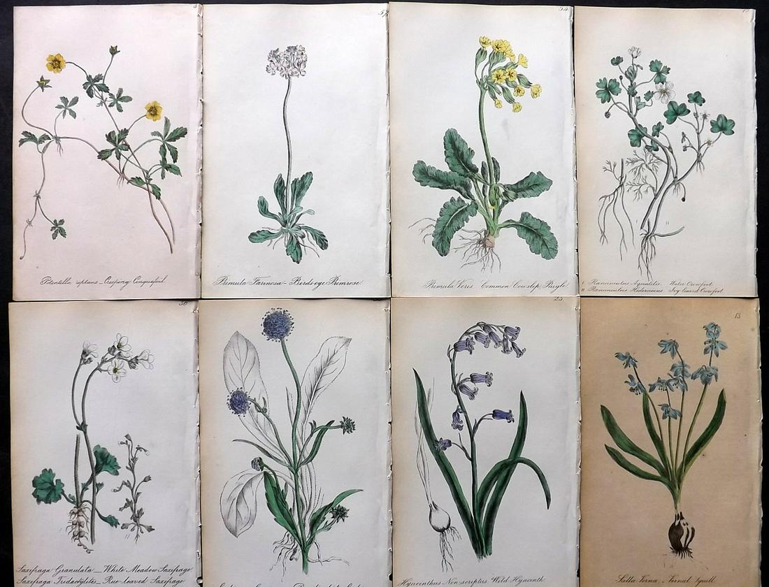 Hogg & Johnson 1864 Lot of 8 Hand Col Botanical Prints: Hand Coloured Lithographs Published 1863-1880, London for "The Wild Flowers of Great Britain" by Robert Hogg & George W. Johnson. Paper Size: 8.5 x 5 inch (22 x 14cm) Good Condition overall