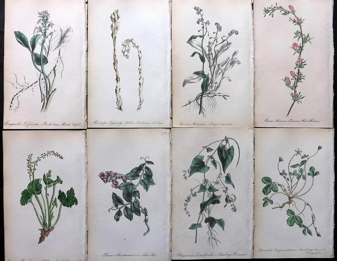 Hogg & Johnson 1864 Lot of 8 Hand Col Botanical Prints: Hand Coloured Lithographs Published 1863-1880, London for "The Wild Flowers of Great Britain" by Robert Hogg & George W. Johnson. Paper Size: 8.5 x 5 inch (22 x 14cm) Good Condition overall