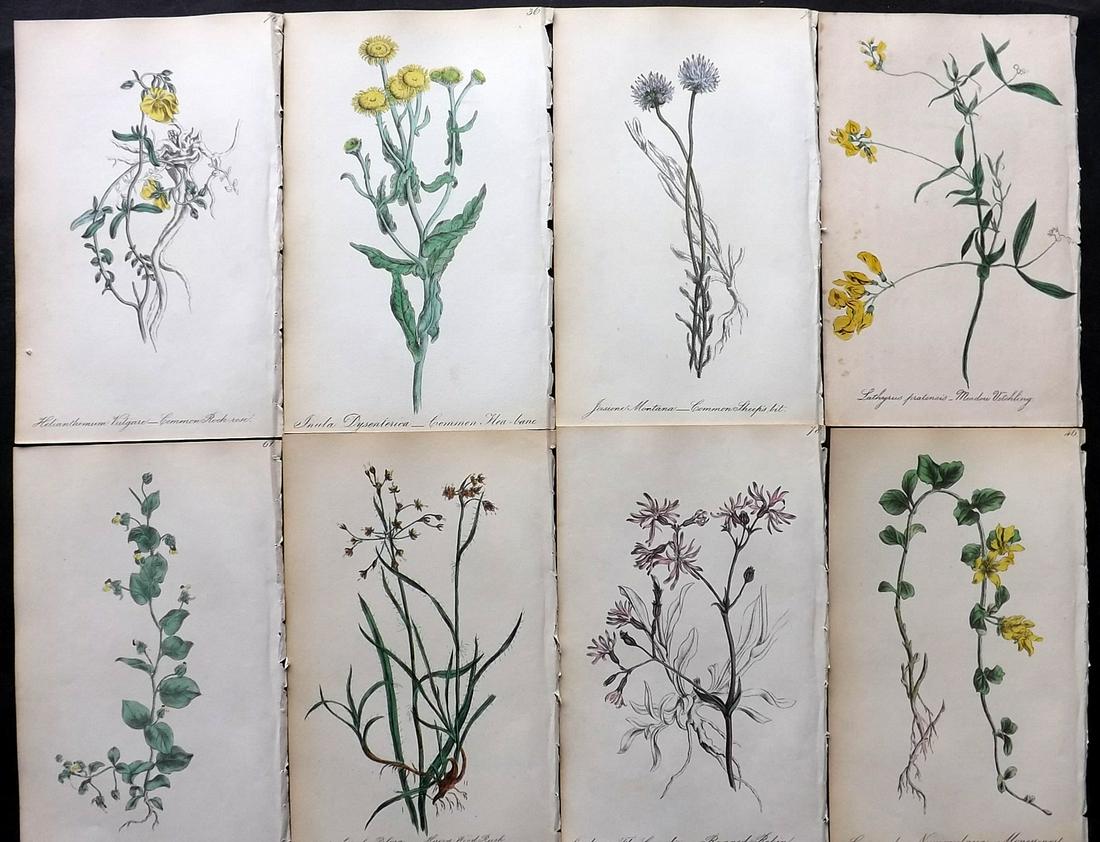 Hogg & Johnson 1864 Lot of 8 Hand Col Botanical Prints: Hand Coloured Lithographs Published 1863-1880, London for "The Wild Flowers of Great Britain" by Robert Hogg & George W. Johnson. Paper Size: 8.5 x 5 inch (22 x 14cm) Good Condition overall