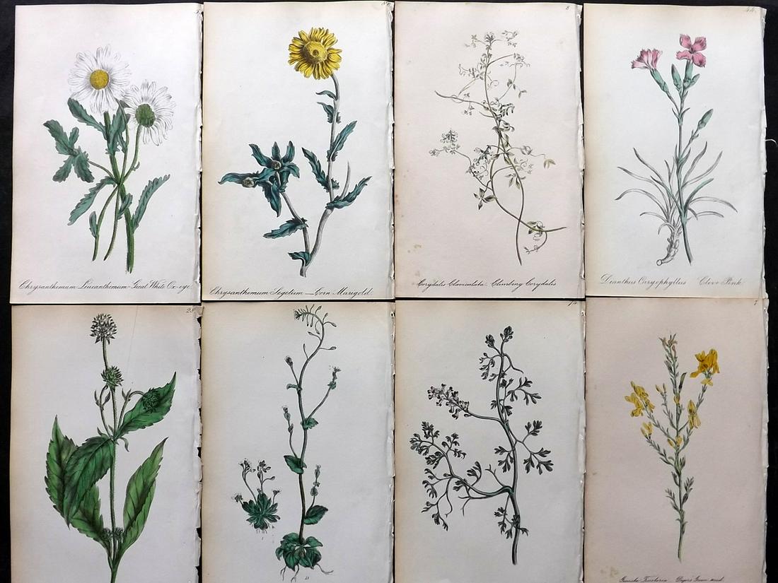 Hogg & Johnson 1864 Lot of 8 Hand Col Botanical Prints: Hand Coloured Lithographs Published 1863-1880, London for "The Wild Flowers of Great Britain" by Robert Hogg & George W. Johnson. Paper Size: 8.5 x 5 inch (22 x 14cm) Good Condition overall