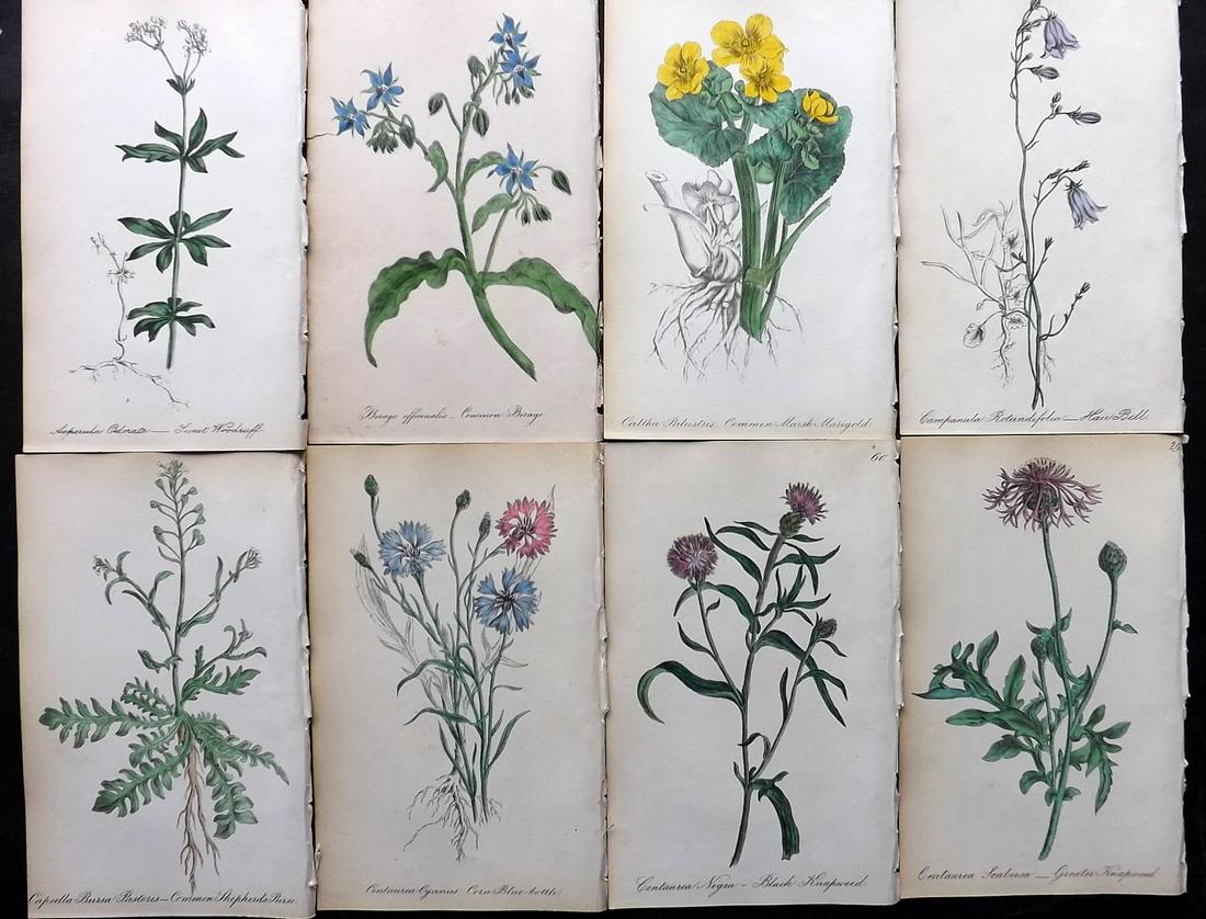 Hogg & Johnson 1864 Lot of 8 Hand Col Botanical Prints: Hand Coloured Lithographs Published 1863-1880, London for "The Wild Flowers of Great Britain" by Robert Hogg & George W. Johnson. Paper Size: 8.5 x 5 inch (22 x 14cm) Good Condition overall